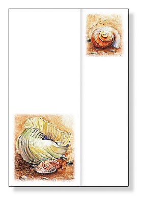 Blumenbrief "Muscheln im Sand"