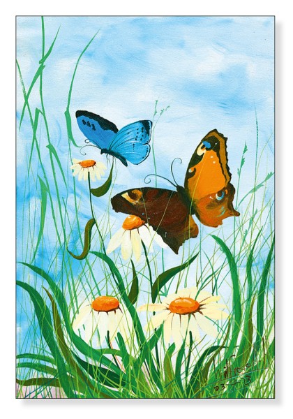 Schmetterlinge bei den Margeriten